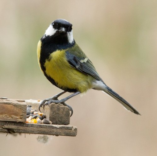 Blue Tit