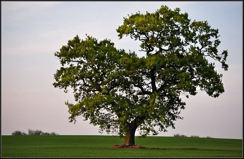 A young Oak.