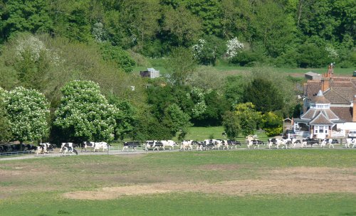 Here we go again, we make the milk and they keep pinching it!