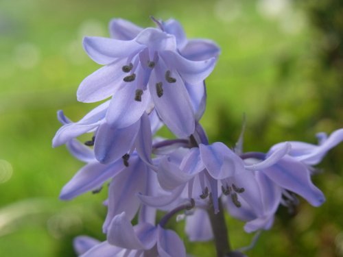 Bluebells