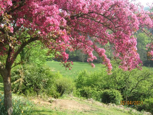 Willersley Castle garden