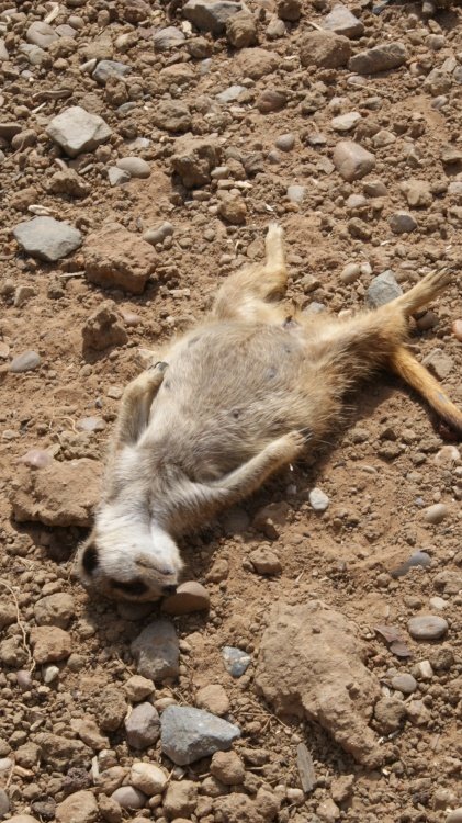 A picture of the Yorkshire Wildlife Park