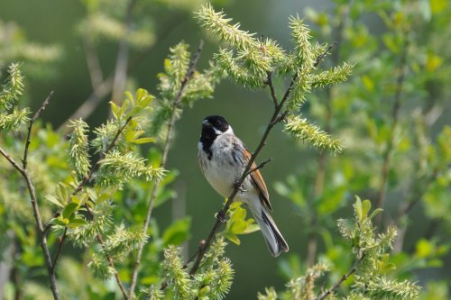 Reed Bunting