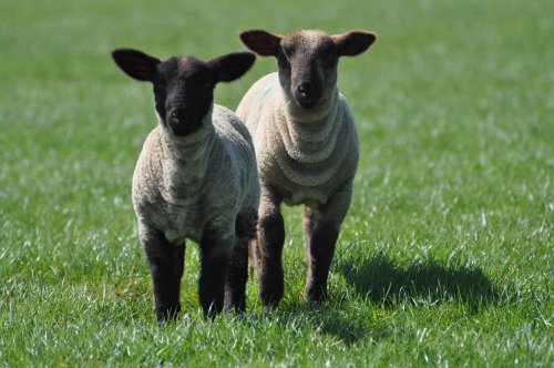 Inquisitive Spring Lambs