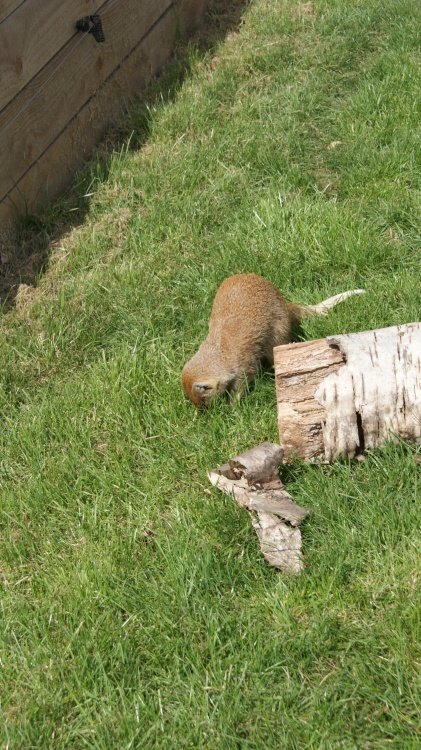A picture of the Yorkshire Wildlife Park