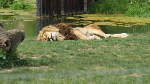 A picture of the Yorkshire Wildlife Park
