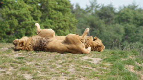 A picture of the Yorkshire Wildlife Park