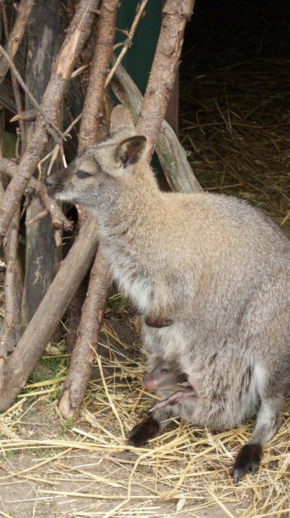 A picture of the Yorkshire Wildlife Park
