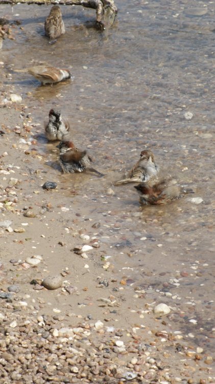 A picture of the Yorkshire Wildlife Park