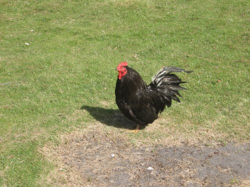 Black Hen