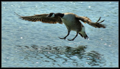 Canada Goose Landing