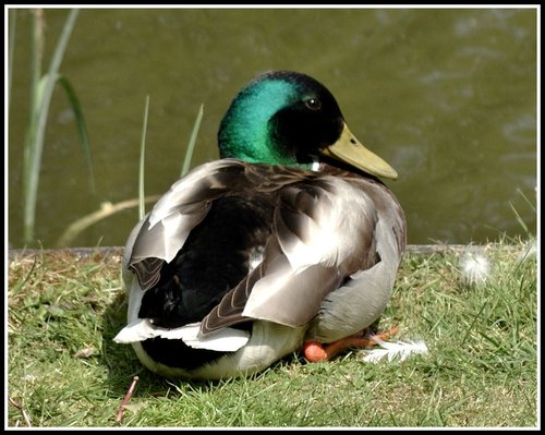 Resting Mallard