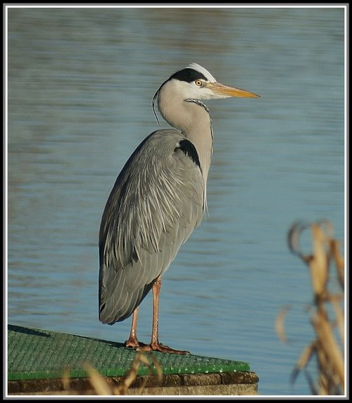 Heron