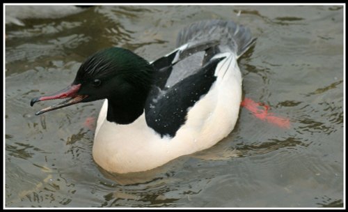 Goosander