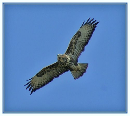 Flying Buzzard