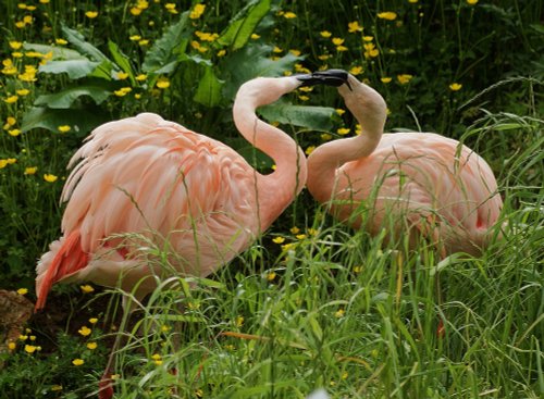 Kissing Flamingos
