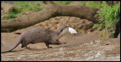 Otter with a cold