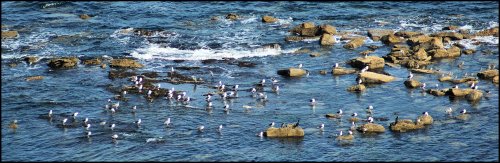 Mixture of Birds at Filey