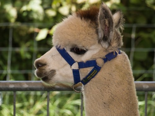 Alpaca