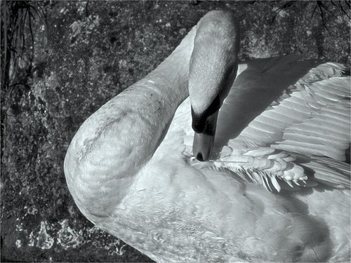 Swan Preening