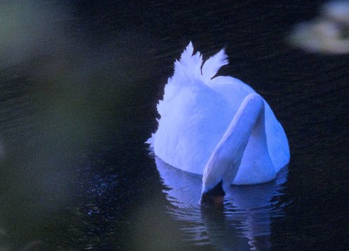 Swan at Sunset