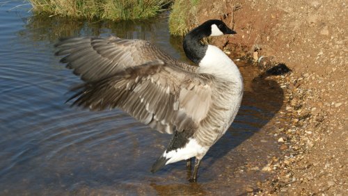 Goose stretching