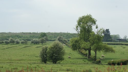 Fields In Bitteswell