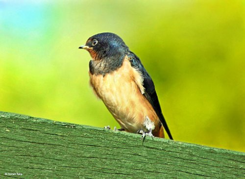 Shillingstone In Dorset