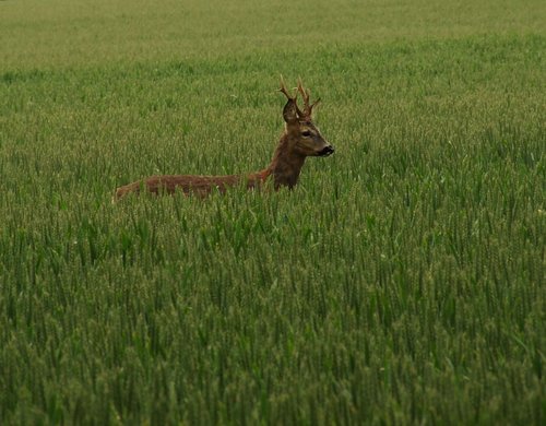 Roe Deer