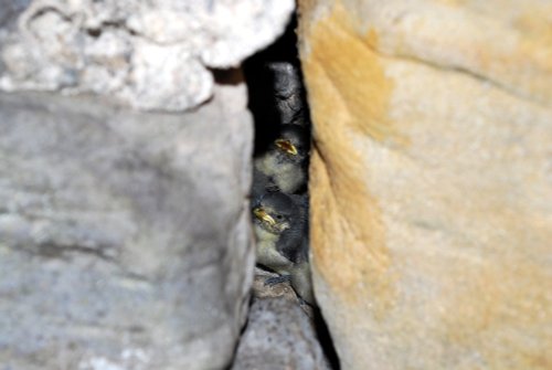 Blue Tit Chicks