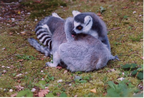 Ring tailed lemurs.......so I am reliably informed