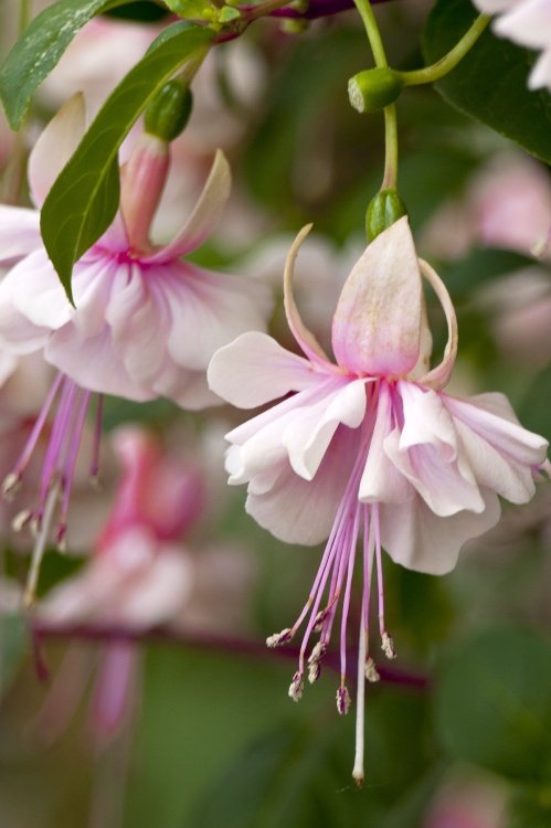 English Country Garden - pale pink fuschia