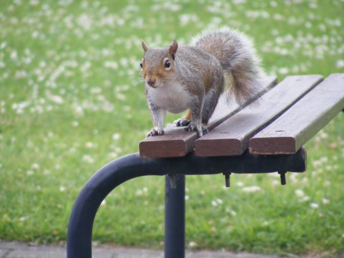 Secret Squirrel