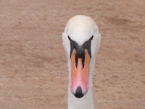 Are you looking at me!