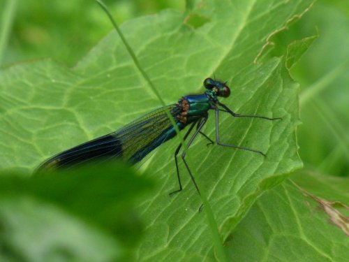 Damselfly