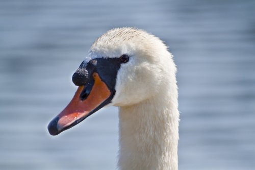 Swan at Coniston Landing stages