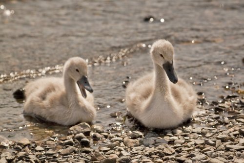 Cygnets at Coniston landing stages