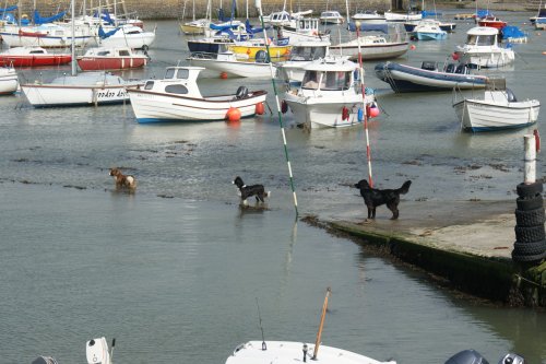 Dogs and boats