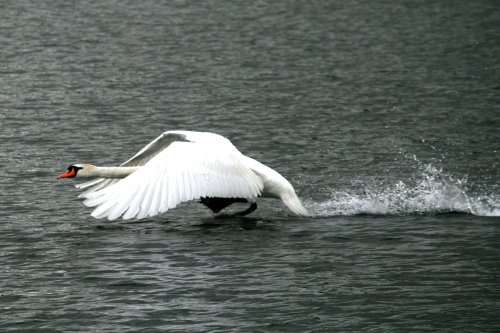 Mute Swan getting airborne.