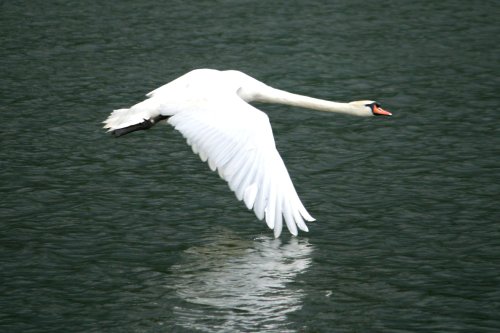 Mute Swan landing.