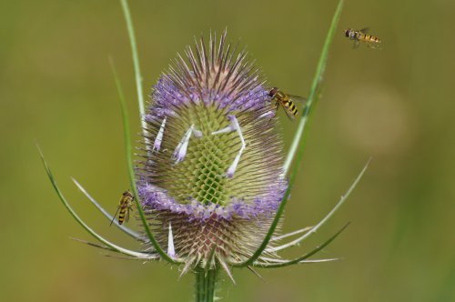 Hover flies on teasel