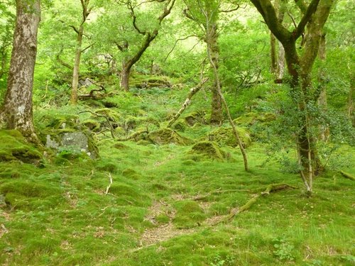 Wood off the footpath