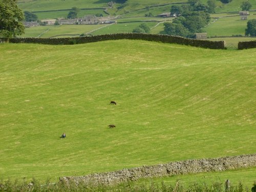 Happy dogs and owner.