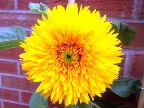 Flower in my garden - Dahlia