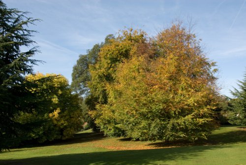 Polesden Park again!