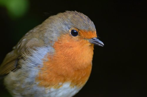 Robin