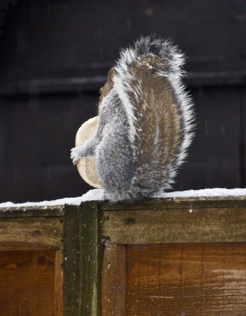 Very hungry Squirrel