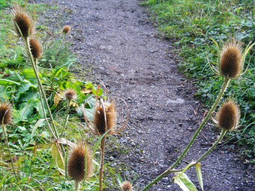 Teasle Past it's Time