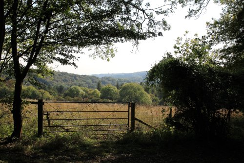 Woodland near Maidensgrove