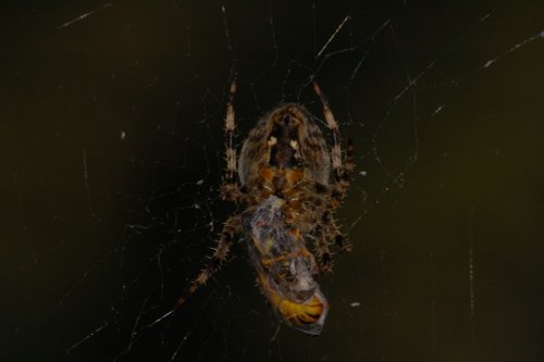 Spider